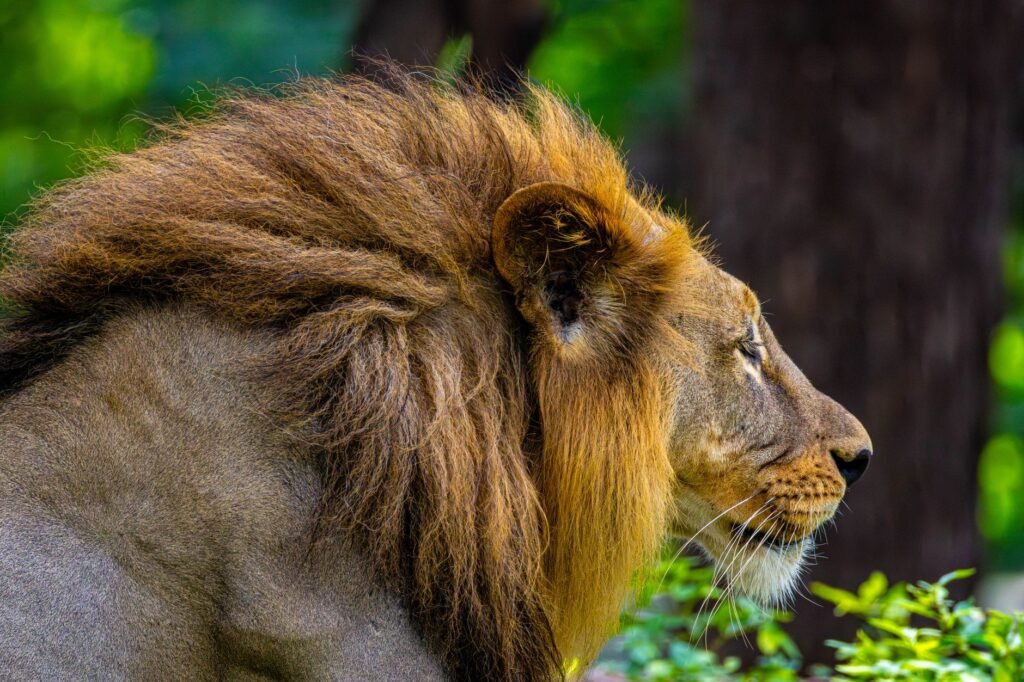 Foto: Regan Dsouza / Pexels
