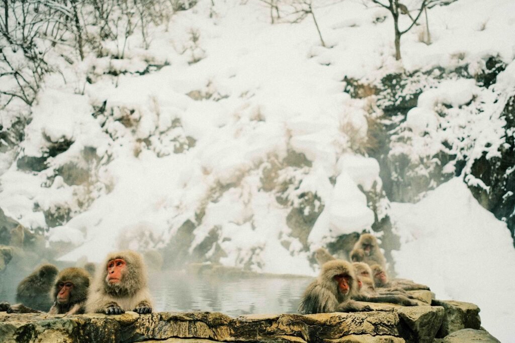 Foto: Shashank Brahmavar / Pexels